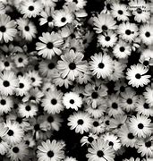 Image result for Black and White Flower Wallpaper for Walls