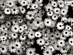 Image result for Black and White Flowers Desktop