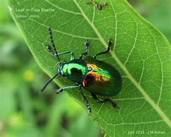 Image result for Green and Gold Beetle
