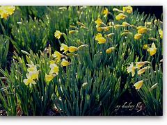 Image result for DAF Daffodil