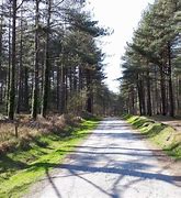 Image result for Newborough Forest
