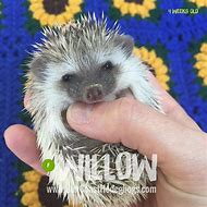 Image result for Pinto Hedgehog