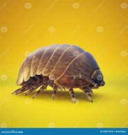 Image result for Isopod Roly Poly
