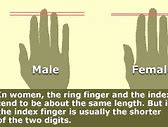 Image result for Difference Between Male and Female Hands