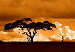 Image result for Kenya Leapoard Sunset