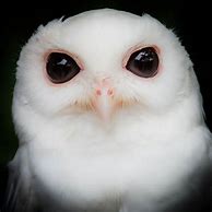 Image result for Eastern Albino Owl