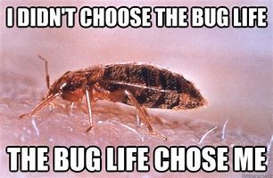 Image result for Your as Cute as a Bug Meme