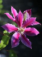 Image result for Clematis Dr Ruppel