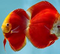 Image result for Red Fuji Discus