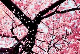 Image result for Animated Flowers Falling