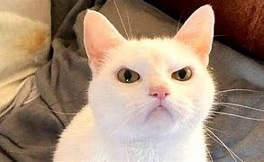 Image result for Aww Cat Meme