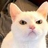 Image result for Good Job Cat Meme