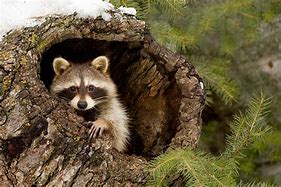 Image result for Raccoon Tree Wallpaper