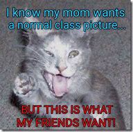 Image result for Sorry Mom Cat Meme