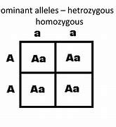 Image result for Homozygous Consition