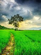 Image result for NATURE
