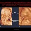 Image result for Fetal Face Ultrasound