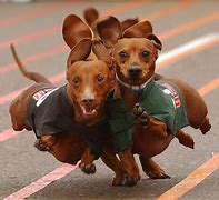Image result for Funny Dachshund Wallpaper