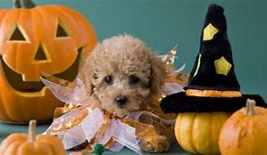 Image result for I Want a Dog for Halloween