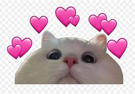 Image result for White Cat Heart Emoji Meme