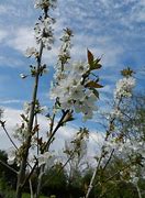 Image result for Prunus avium Bigarreau Blanc
