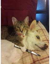 Image result for Cursed Dank Cats Meme