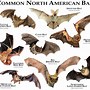 Image result for Types of Bats List