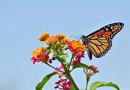 Image result for Butterfly Ladfin