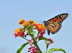 Image result for butterfly
