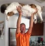Image result for Big Home Cats