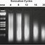 Image result for Chromatin Immunoprecipitation