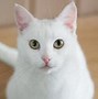 Image result for Cutest Boy Cat Names