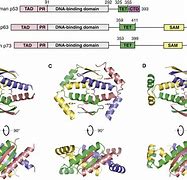 Image result for P53 Structure