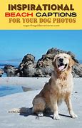 Image result for Dog Beach Sign Meme