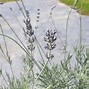 Image result for Lavandula angustifolia Silber Dwarf