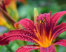 Image result for Lily Flowers Images