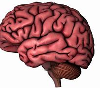 Image result for Human Brain Drawing for Kids