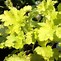 Image result for Heuchera Lime Marmelade