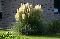 Image result for Cortaderia selloana Evita