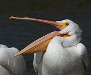 Image result for Pelican Green Kahak
