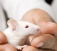 Image result for Mice Hands