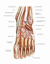 Image result for Foot Blood Supply