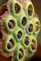 Image result for Bone That Looks Like a Lotus Seed Pod