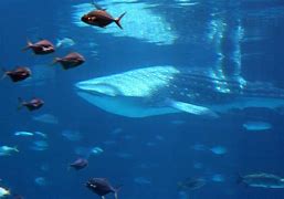Image result for Largest Fish On Earth