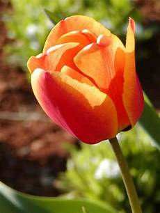 tulipani fiori tulipani tulipani fiori tulipani