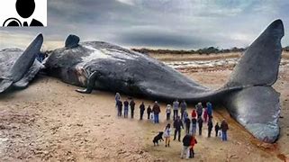 Image result for Largest World Biggest Animal Ever