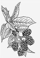 Image result for BlackBerry Pearl Black and White