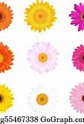 Image result for Colorful Daisy Background