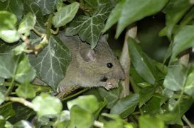 Image result for Common Vole