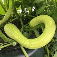 Image result for Big Green Summer Squash Pictures